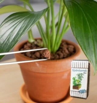 Miniatuur 2